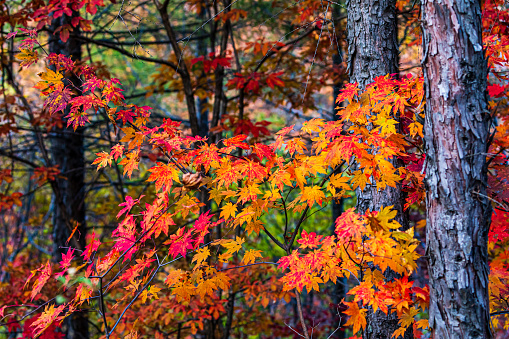 China, Liaoning, Benxi, Laobian Gou Scenic Area, Autumn Scenery