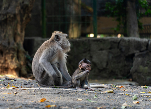 Mother monkey with her baby in the park. Baby monkey and mother, Bali, Ubud.