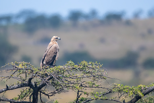 A Verreaux's eagle on a tree with wonderful setting in Manyara National Park – Tanzania
