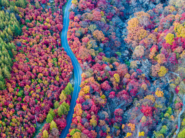 istock Autumn Maple Trees and Forest Roads 1864161535