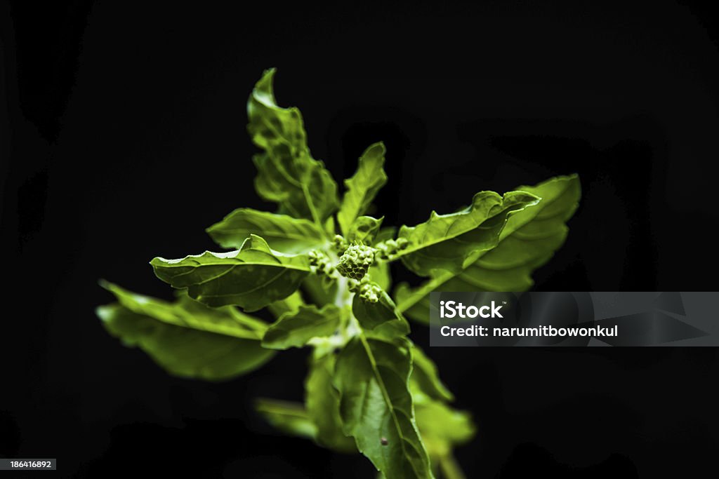 Basil leaf Basil leaf in front of black background Art Stock Photo