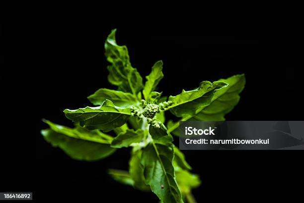 Basil Leaf Stock Photo - Download Image Now - Art, Art And Craft, Art Product