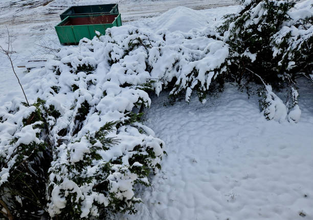 istock perform snow knocking from hedges in every major blizzard. less can overload the branches and break the whole bush. damage can be prevented by sweeping away the layer of snow 1864169917