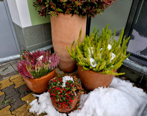 istock A gray flower pot is a rectangular shape, flowerpot with flowering perennials in a square or on a street in a park. road barrier from steel, concrete, sage, heather, bollard granite cylinder, sunny 1864171972