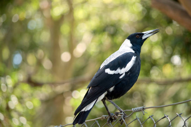 190+ Magpie Lark Stock Photos, Pictures & Royalty-Free Images - iStock