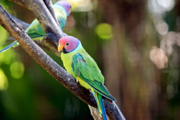 istock this is a male plum headed parakeet resting on a tree branch 1864189443