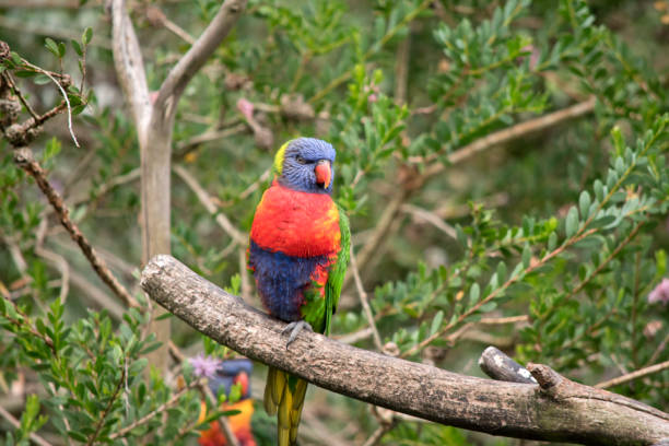 istock the rainbow lorikeet is perched on a tree branch 1864189960
