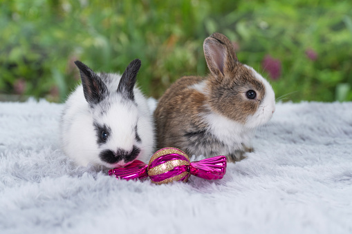 Tiny infant rabbits bunny playful together sitting beside decorative ball Christmas on white soft carpet over green bokeh nature background.Healthy two little baby rabbits bunny resting on soft carpet
