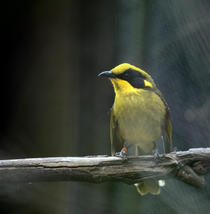 the yellow tufted honeyeater has a bright yellow forehead, crown and throat, a glossy black mask and bright golden ear-tufts. The back is olive-green to olive-brown on wings and tail, and the underparts are more olive-yellow.
