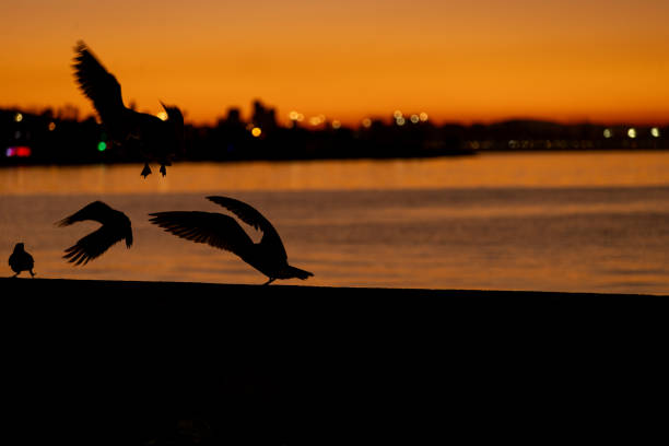 Seagull is flying at sunrise.