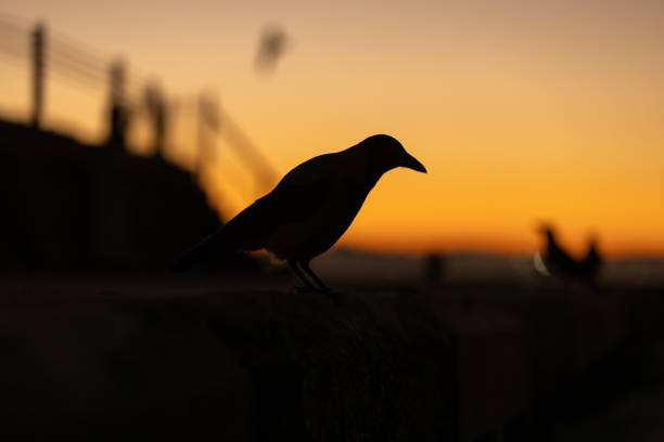 Bird silhouette with sunrise sky background.