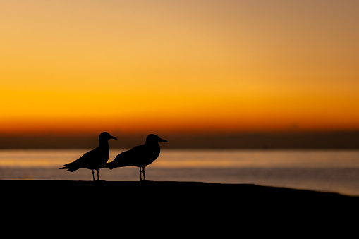 Bird silhouette with sunrise sky background.