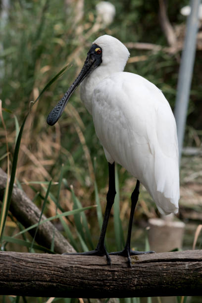 istock the royal spoonbill is resting on a fence 1864196319