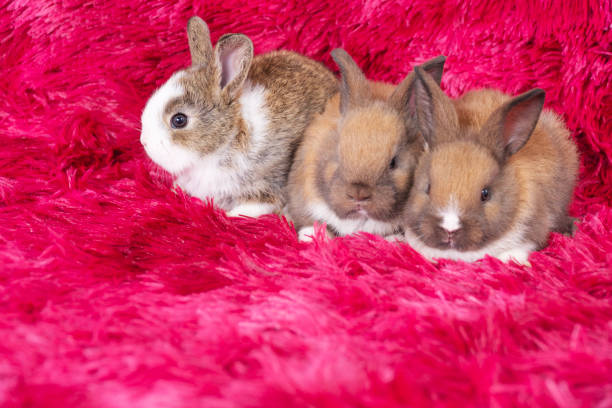 Lovely healthy three baby rabbit ear bunny sitting on red background. Little family tiny furry brown white infant bunny bright eyes rabbit sitting together on carpet red background. Easter animal pet. encantador conejito saludable de oreja de conejo de tres bebés sentado sobre fondo rojo. pequeña familia pequeña peluda marrón blanco conejito infantil ojos brillantes conejo sentado juntos en la alfombra fondo rojo. mascota animal de pascua.