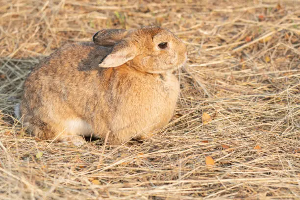 Fluffy brown bunny rabbit sitting on the dry grass over environment natural light background. Furry cute rabbit hare bunny tail wild-animal sitting single at outdoor. Easter animal pet concept.