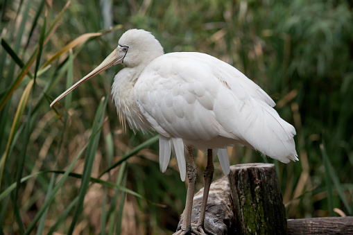 the yellow spoonbill is a large white sea bird with a cream bill that looks like a spoon.The yellow spoonbill has a thin blue line around its face with  light blue eyes
