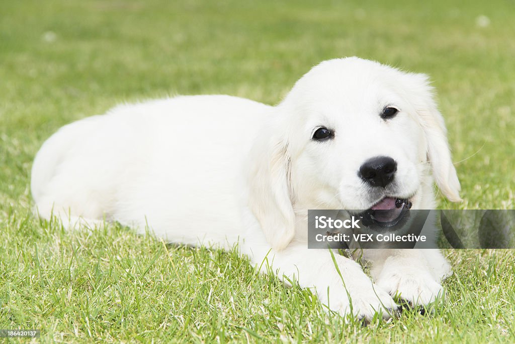 Cucciolo di Golden Retriever di razza bianca - Foto stock royalty-free di Allegro