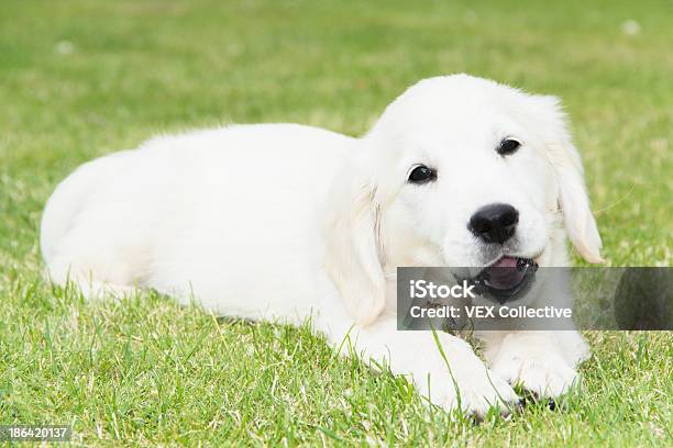 Cucciolo Di Golden Retriever Di Razza Bianca - Fotografie stock e altre immagini di Allegro - Allegro, Ambientazione esterna, Animale