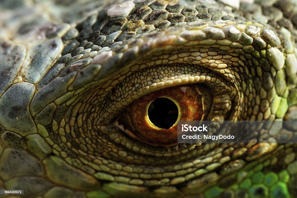 Olho de iguana - Foto de stock de Amarelo royalty-free