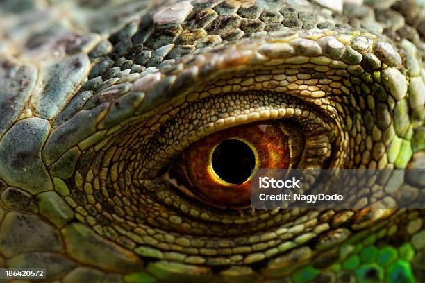 Foto de Olho De Iguana e mais fotos de stock de Amarelo - Amarelo, Animal, Animal de estimação