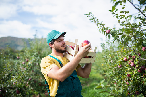 Mid adult farmer harvesting ripe apples from orchard garden.