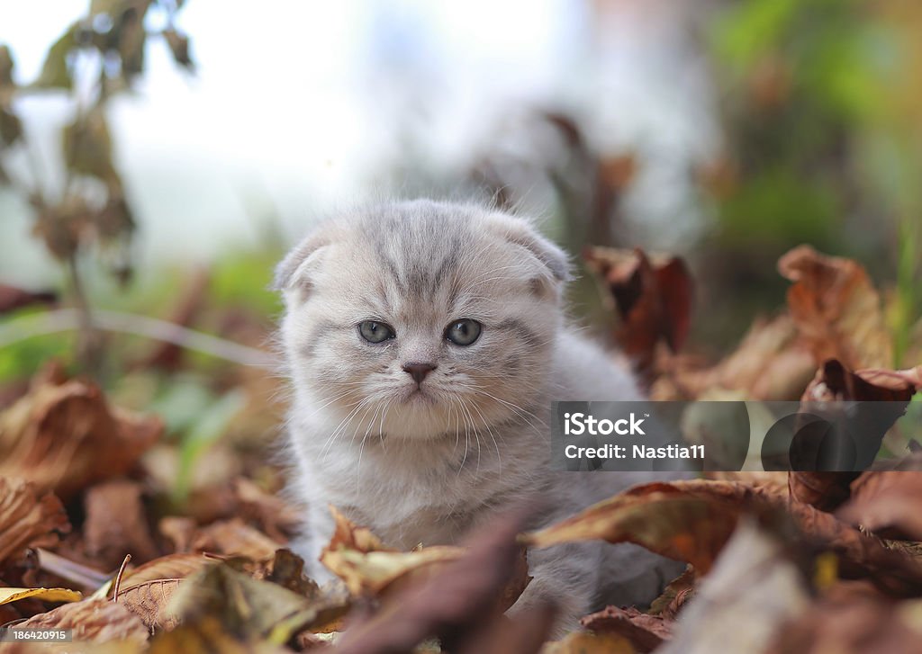 Cure grey kitten sitting among dry autumn leaves and looking Animal Stock Photo
