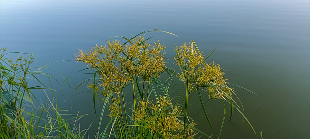 Beautiful flowers and plants on the edge of the lake