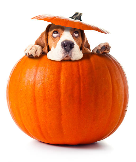 beagle in pumpkin - nature dog alertness animal stock-fotos und bilder
