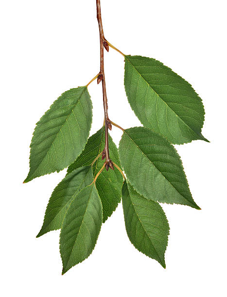 istock seven green leaves on branch 186421159