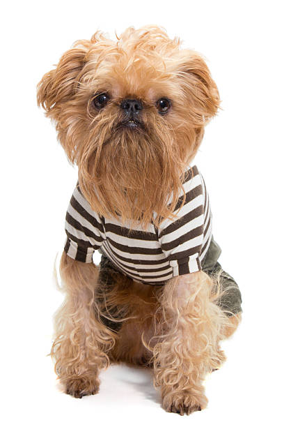 istock Dog breed Bruxellois Griffon 186421188