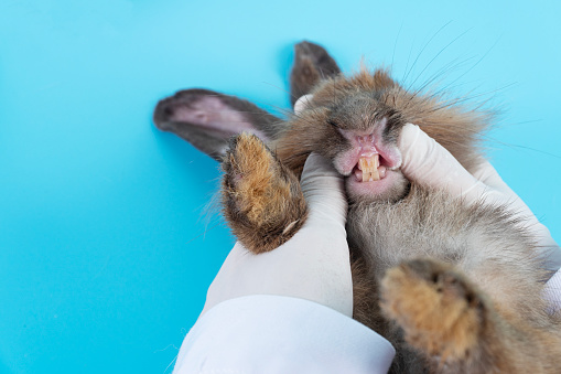 Professional veterinary woman wear gloves injecting teeth on mouth bunny white brown rabbit on table blue background at clinic. Veterinarian animal and check up oral health care concept.