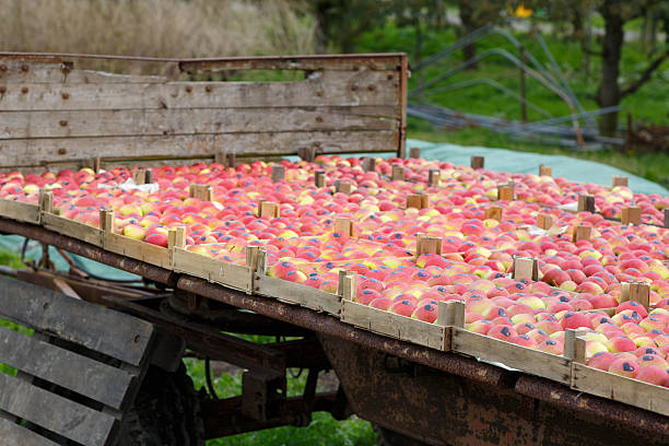 istock Red ripe apples in boxes orchard. 186421363