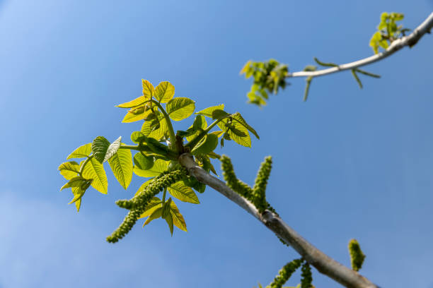 istock a flowering walnut tree in the spring season, a spring park 1864216685