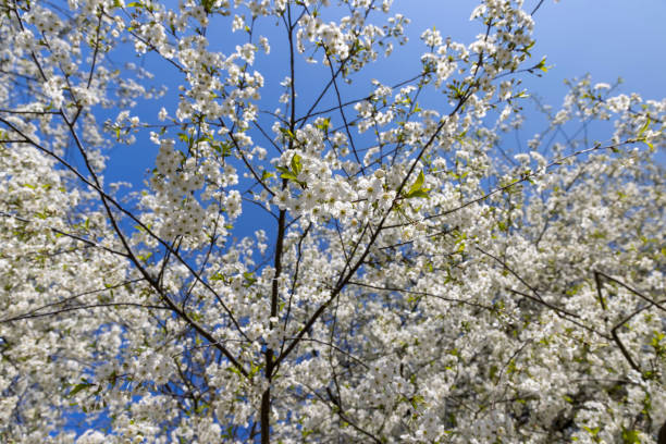 istock spring garden with cherry blossoms in sunny weather 1864217241