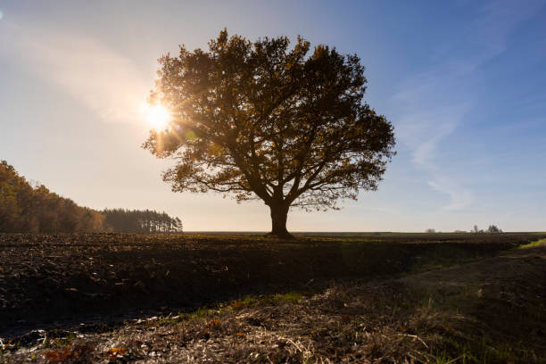 istock an old huge oak with orange autumn foliage 1864217275