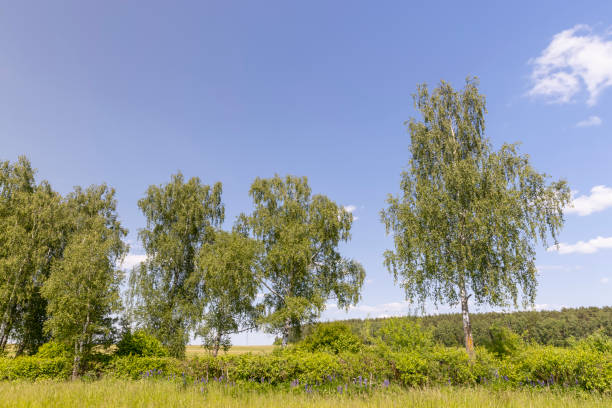 istock green foliage on birch trees in summer, sunny 1864218401