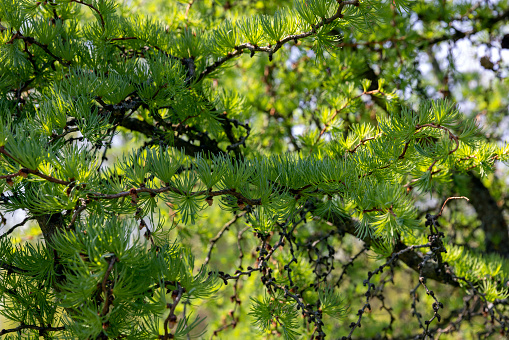soft green needles on larch in spring, close-up of branches and needles of larch in sunny weather