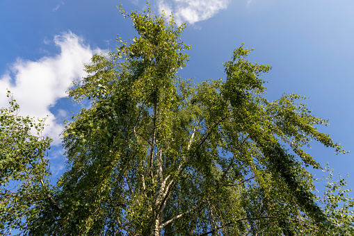 beautiful birch tree foliage is white with green foliage, beautiful birch tree foliage in sunny weather