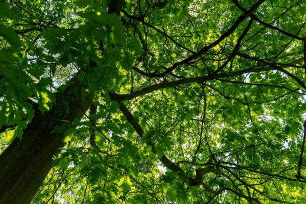 istock oak with green foliage in the spring season 1864219194