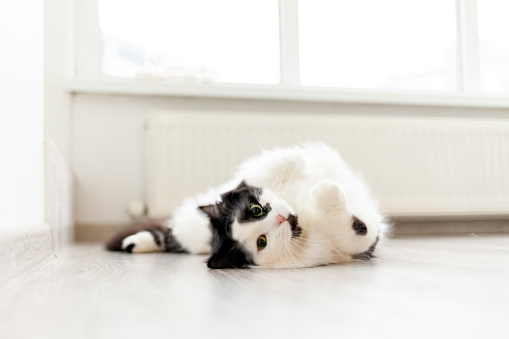 domestic cat with white fur and black spots lies on the floor resting, the pet lies on its back