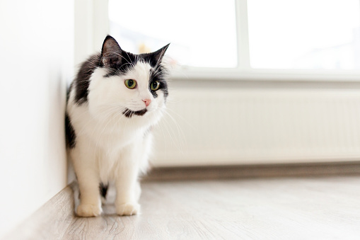 domestic cat with white fur and black spots stands on the floor near the wall and looks away at mine space with green eyes