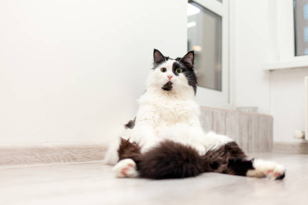 Free Stock Photo of Black and White Cat Resting on Wooden Floor ...