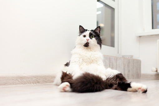 cute black and white domestic cat sits in a funny pose on the floor at home, lazy, tired cat