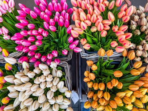 Beautiful flower background of tulips with copy space for your personalized message. Capture the essence of Amsterdam with this vibrant and elegant bouquet design. Stunning floral postcard invitation perfect for birthday celebrations.