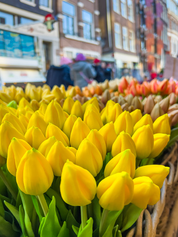 Beautiful flower background of tulips with copy space for your personalized message. Capture the essence of Amsterdam with this vibrant and elegant bouquet design. Stunning floral postcard invitation perfect for birthday celebrations.