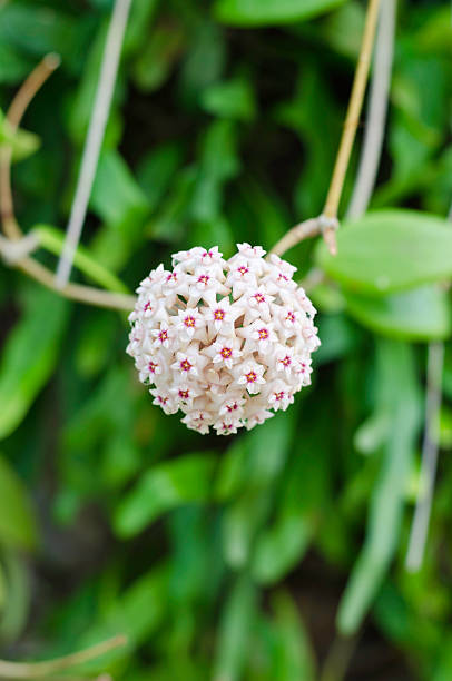 hoya blume - indian pipe stock-fotos und bilder