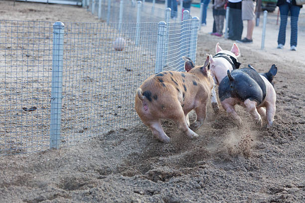 dzień w little świnia rasy - agricultural fair pig competition carnival zdjęcia i obrazy z banku zdjęć