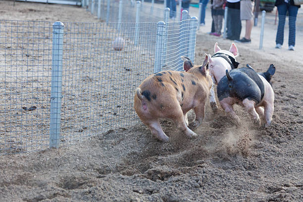 dia no pouco de porco corridas - agricultural fair pig competition carnival - fotografias e filmes do acervo