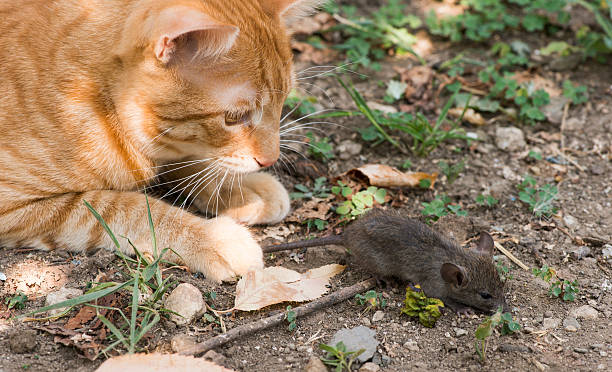 istock Cat and mouse in garden 186424505