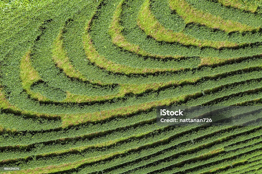 Plantações de chá na Tailândia. - Foto de stock de Agricultura royalty-free